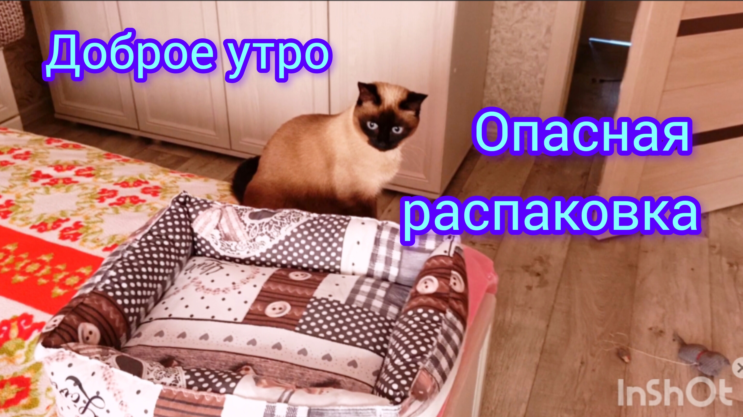 Доброе утро 03-06-2025 #распаковка #смешныекоты #котики #кошка Ладушка