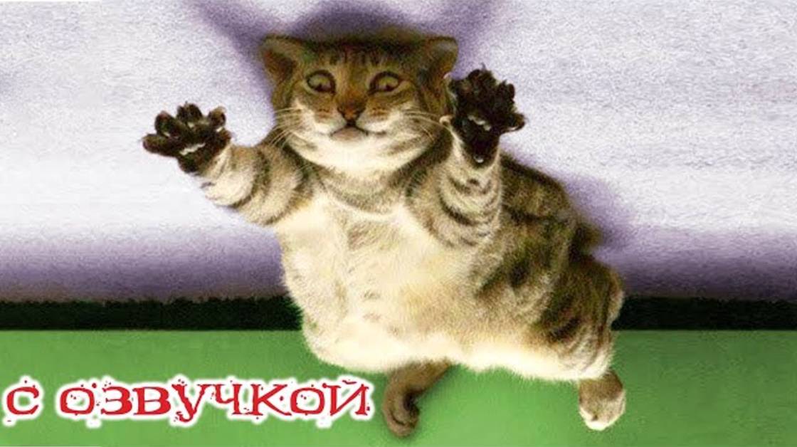 Приколы с котами! С ОЗВУЧКОЙ! Смешные коты! Самые смешные животные! ДО СЛЁЗ!