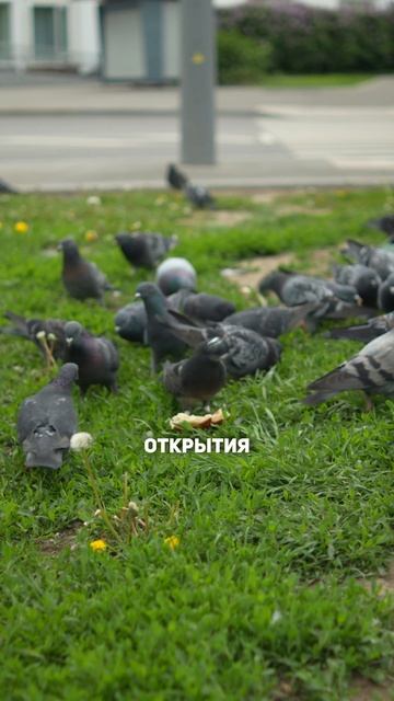 🕊️ Удивительно, но причина в фестивале молодежи и студентов 1957 года.