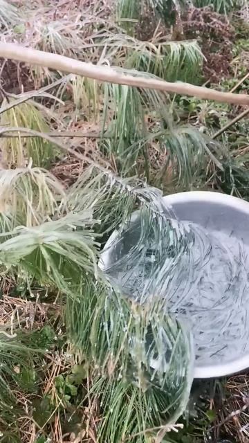 Why Do Chinese Break Snow Leaves #shortsvideo