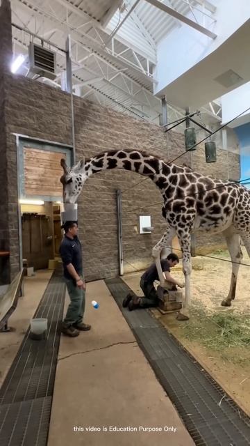 Cleaning Giraffe with a Food Distraction #shortsvideo