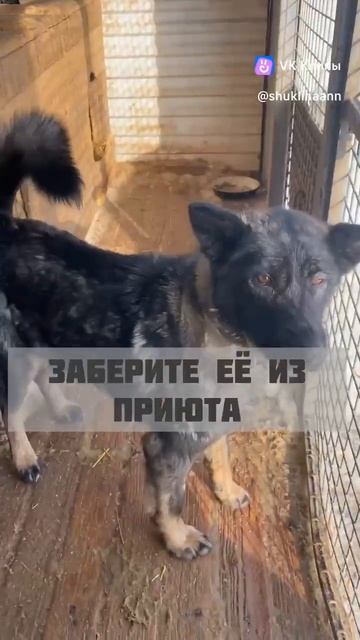 💥ИСКРА как будто сошла с открытки про счастливую семью с любимой собакой