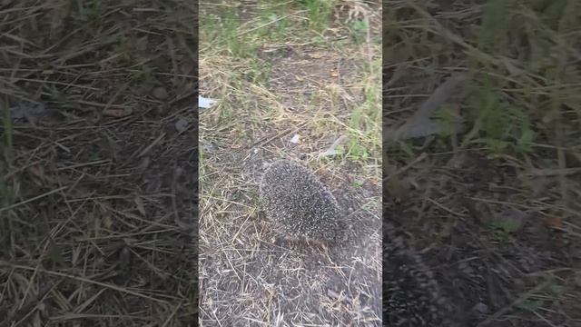 Безбашенный ежик