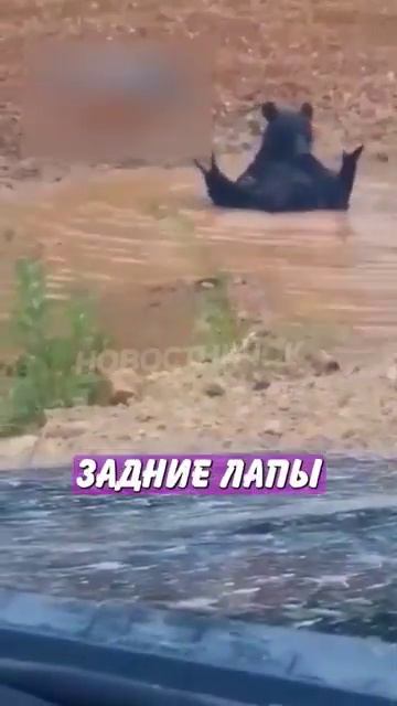 Новостничок (295)
