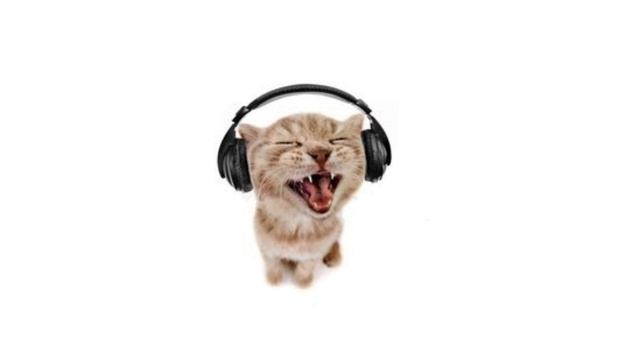 плейлист чтобы чувствовать себя котиком♡