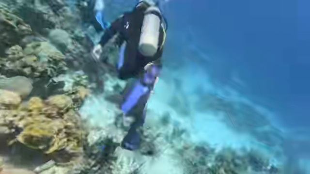 Балет в солёной воде: Фридайвинг с дельфинами на Доминике