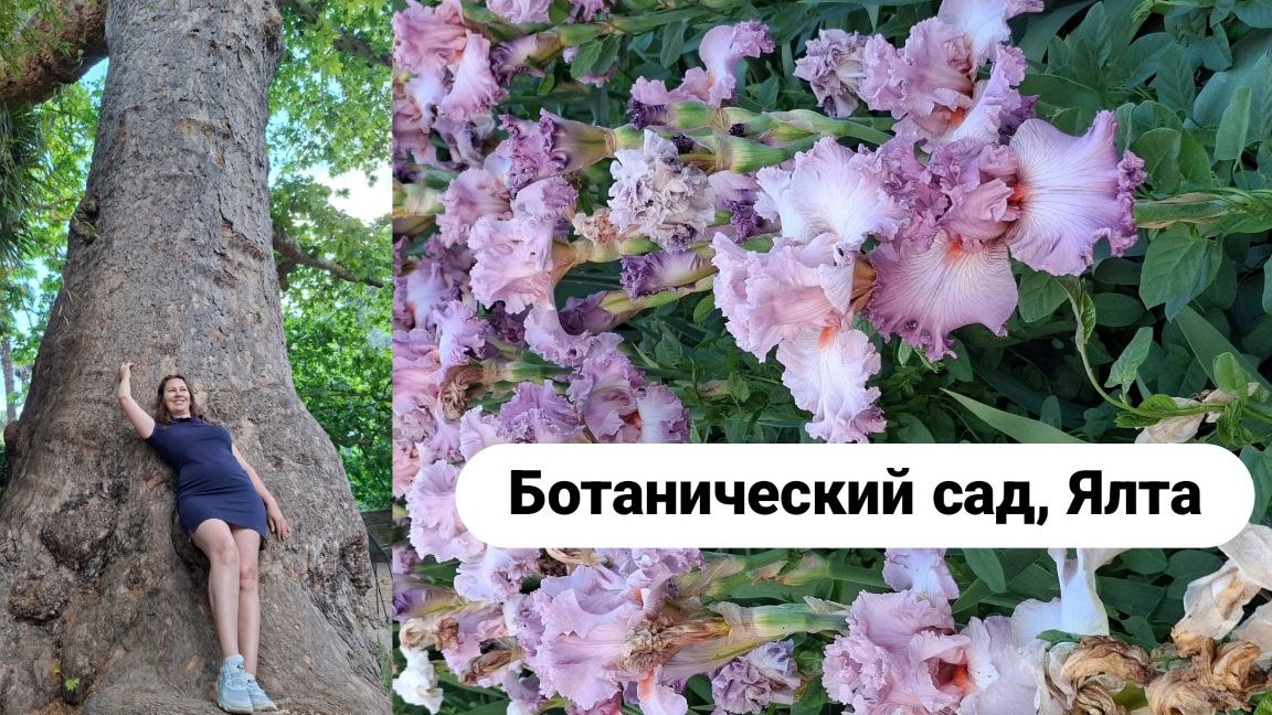 Ботанический парк, парад ирисов. Ялта