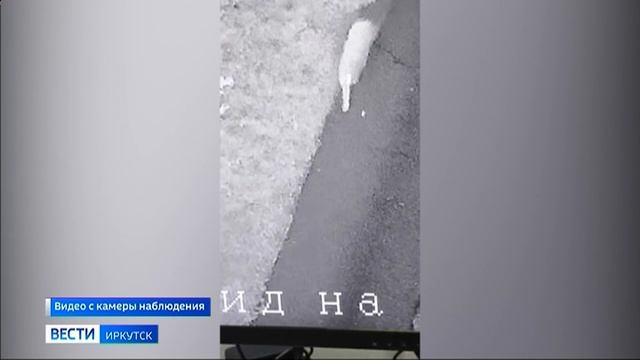 Сбежавшая рысь гуляла на территории школы № 11 в Иркутске