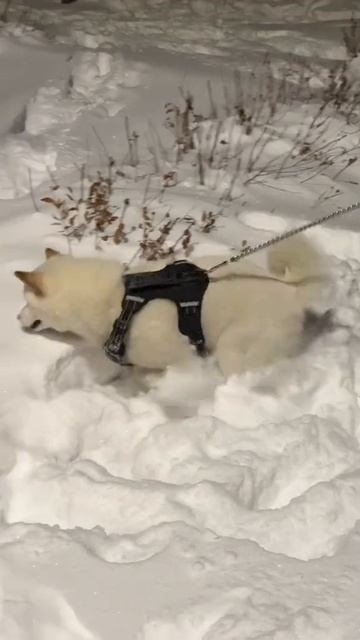ХихиЧпок Юмор