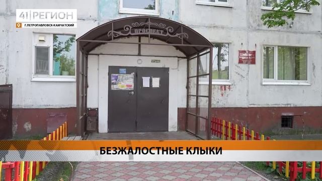 ЖЕНЩИНА ПОСТРАДАЛА ОТ ЗУБОВ АГРЕССИВНОЙ СОБАКИ В КРАЕВОЙ СТОЛИЦЕ • НОВОСТИ КАМЧАТКИ