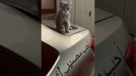 самый красивый нашид