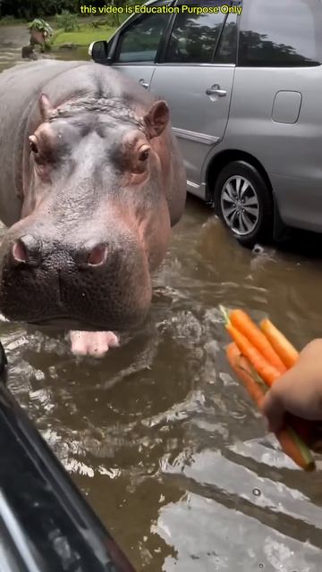Man Feeds Hippo from Car #shortsvideo