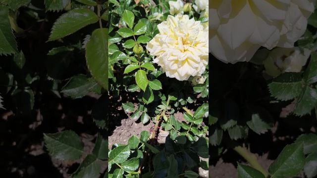 Розы. Никитский ботанический сад. 01.06.25 (3)