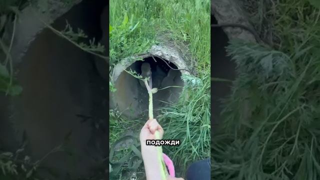 Спасение в трубе: история одного чуда