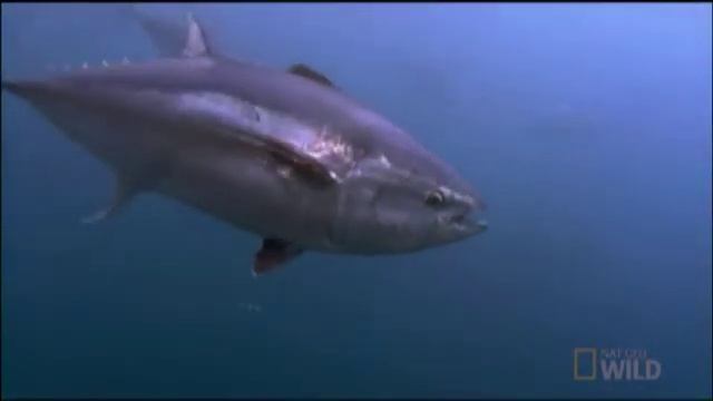 Shark in the Shadows | Nat Geo Live