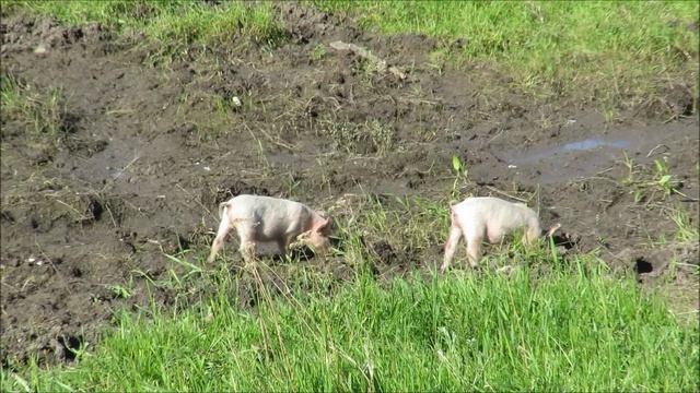 Дорога в деревню