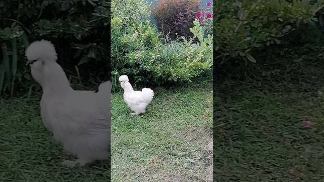 Всего несколько кустов роз и стайка утят