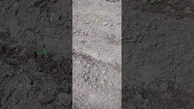 НУЖЕН СОВЕТ, МОРКОВЬ НЕ ПРОРОСЛА...😁