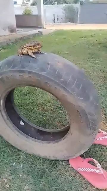 scene_output.mp4