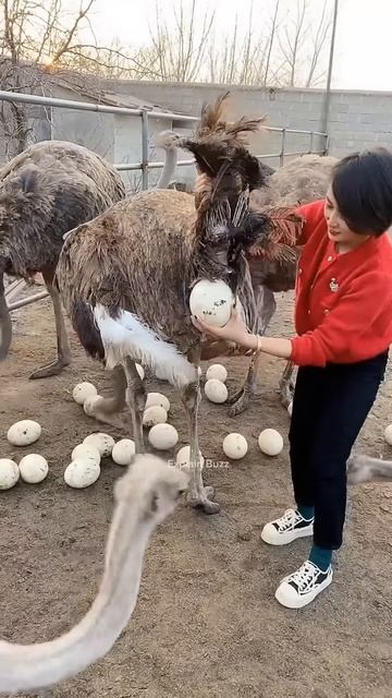 Clever Trick to Steal Ostrich Eggs #shortsvideo