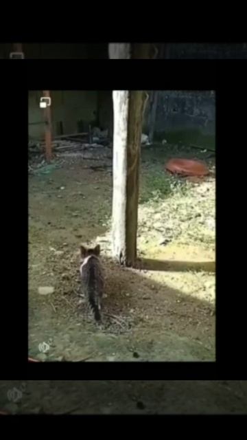 Нежданчик