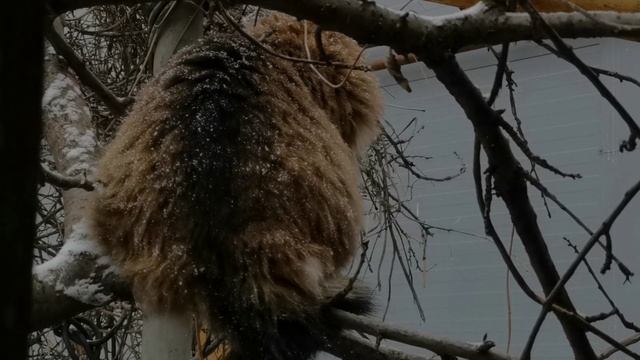 Кошка пушистая
