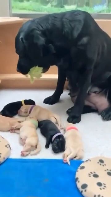 Счастливая мама в окружении милых деток 🐶🤩❤️🦮