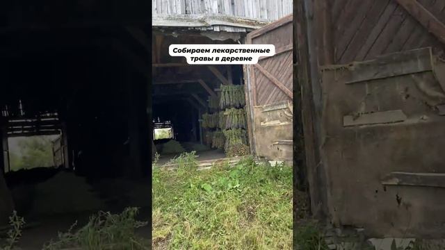 Собираем лекарственные травы в деревне