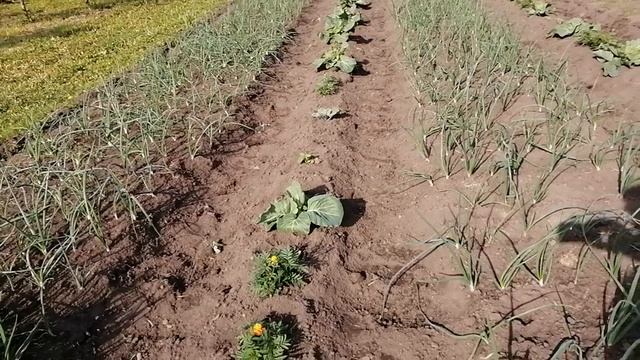 Июньские всходы сорго и других культур в огороде