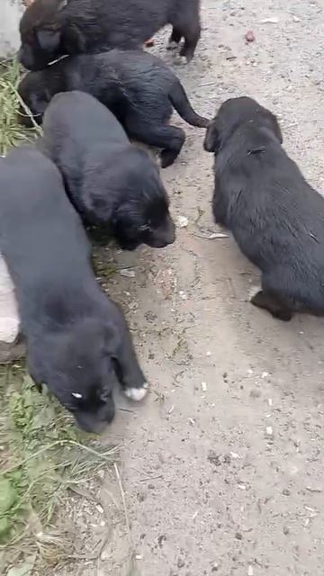Щенки бездомные, присмотритесь