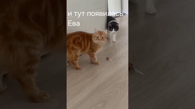Руфик и Ева- история любви