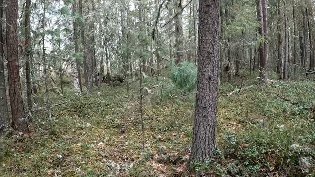 Охота с лайками, по медвежьим тропам.