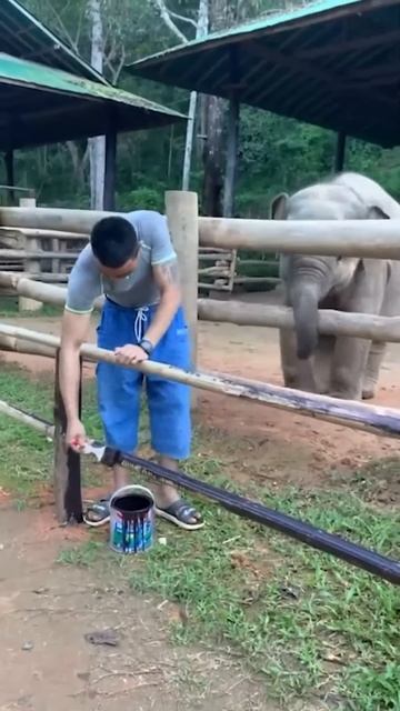 Baby elephants are so cute
