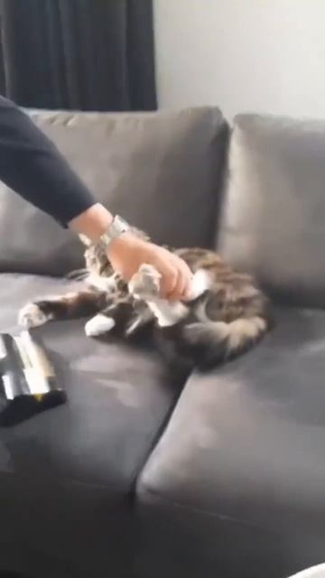 Его Величество Котейка!💫🫅😻
