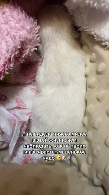 У нас есть свободные щеночки чихуахуа ❤️