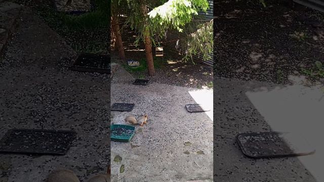 рыженькое чудо