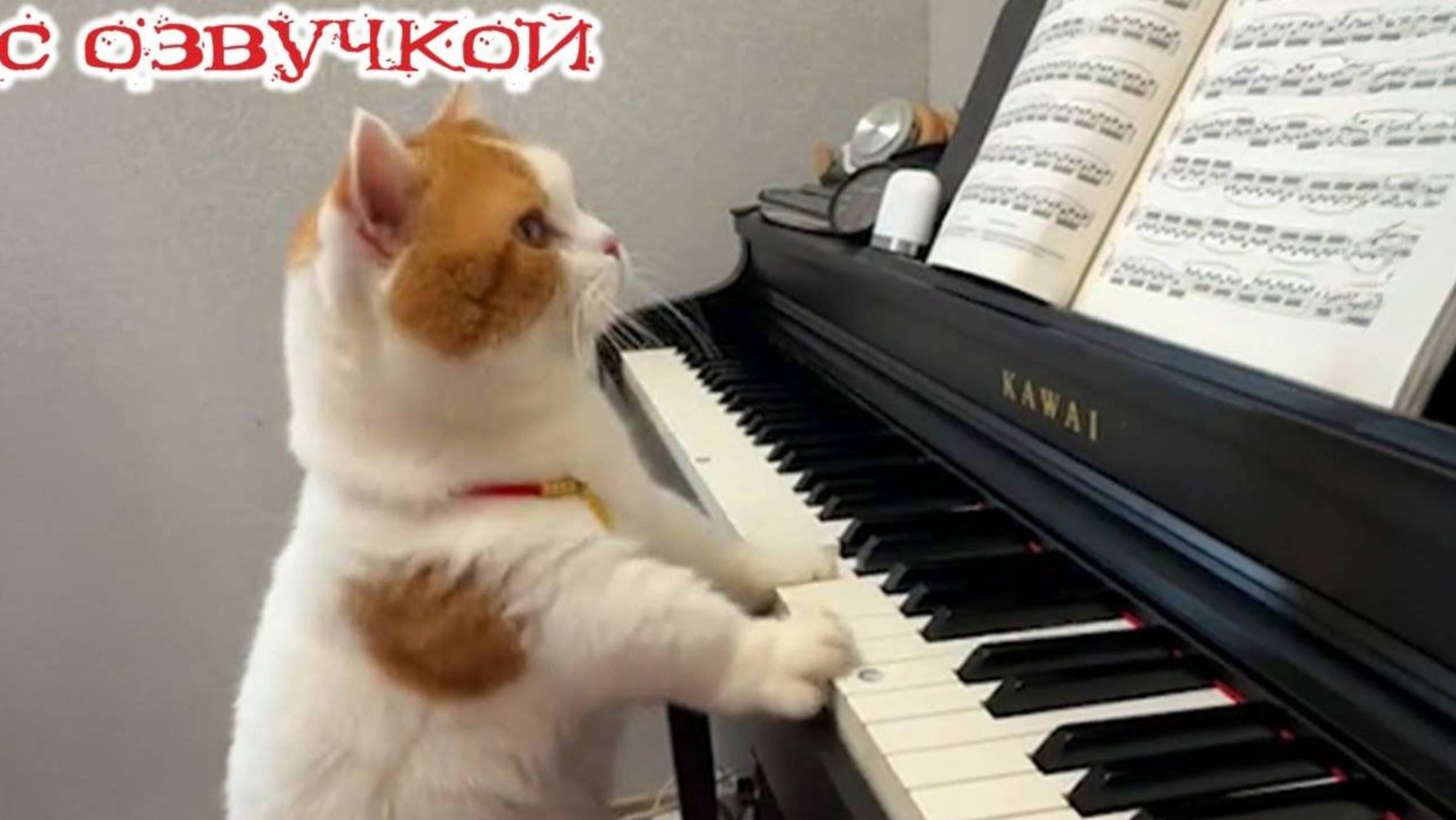 Приколы с Котами!😸Смешные Коты и Кошки!😸С озвучкой!😸