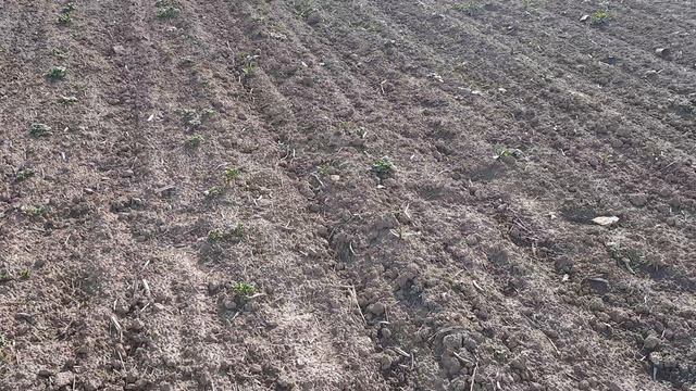 Всходы картошки после боронования