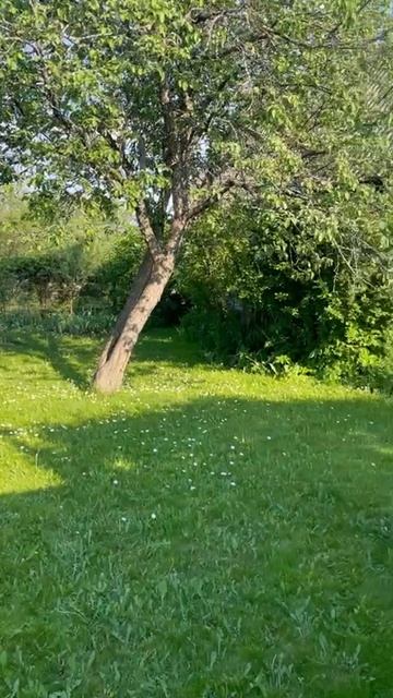 telegram_video