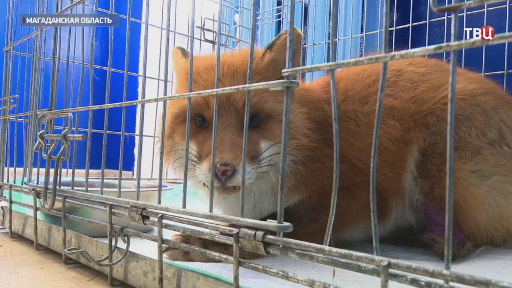В Магаданской области выходили израненную лису / События на ТВЦ