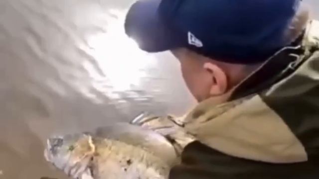 Большие судаки — для больших вод