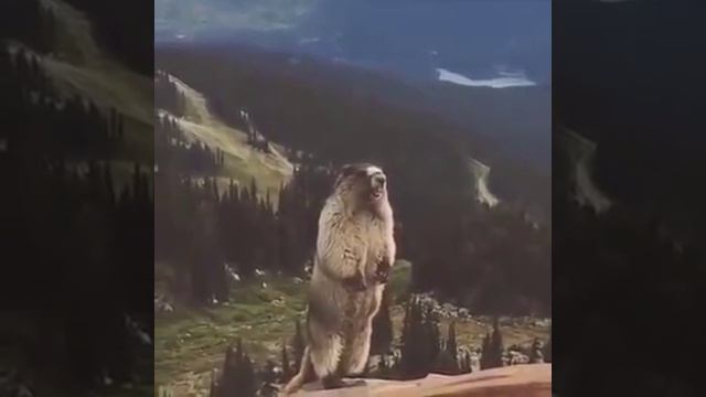 КРИК СУСЛИКА