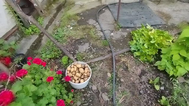 Картошка заморская)))