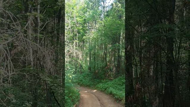 Форест япермь путь на Каму