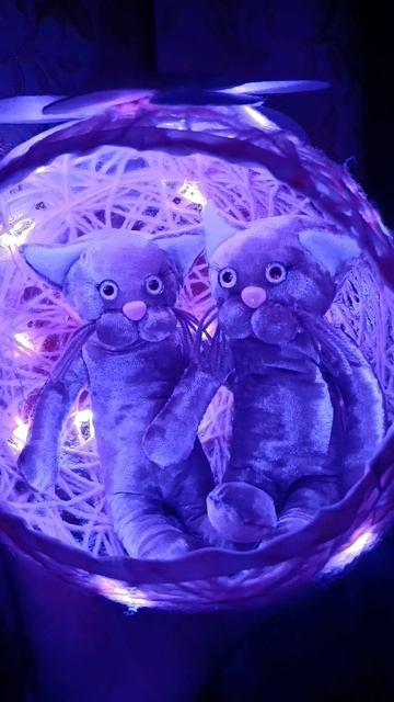 Кошечки в домике ночью