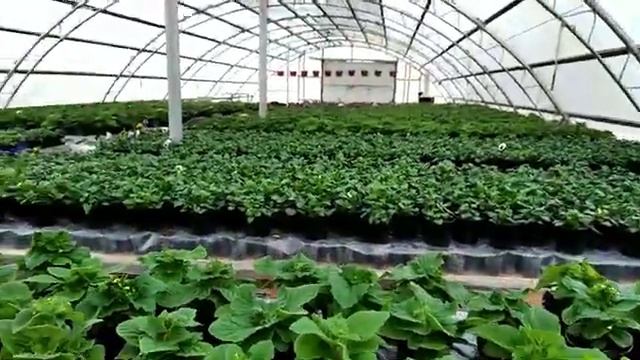 Какое УДОБРЕНИЕ всё-таки ЛУЧШЕ РЕЗУЛЬТАТ на выгонке ЦВЕТКА!