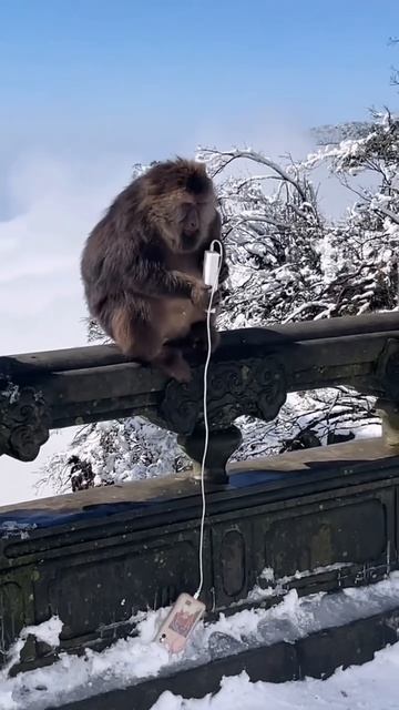 Monkey Snatches Girl's Phone and Climbs Bridge #shortsvideo