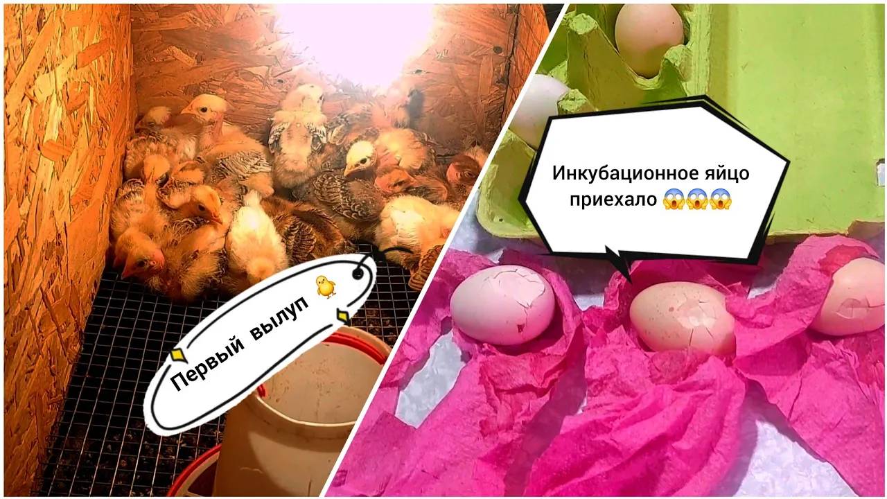 Апрельские будни - 🐥 вылупились, огород 🌱 посадила, первые 🥚 получила 😱