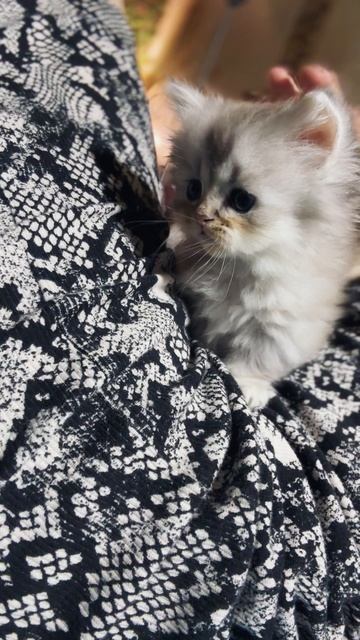 Крошка манчкин супермини Tiffany 🩷
https://vk.com/okcats_40
Inst: @okcats_40