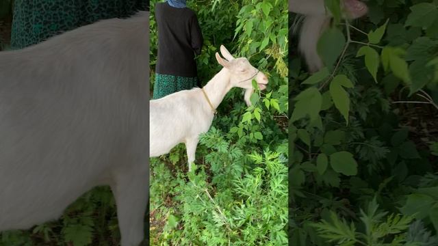 Максим решил покормить козу из рук 😁👍
Козье молоко очень полезное! Пейте , будете здоровы!